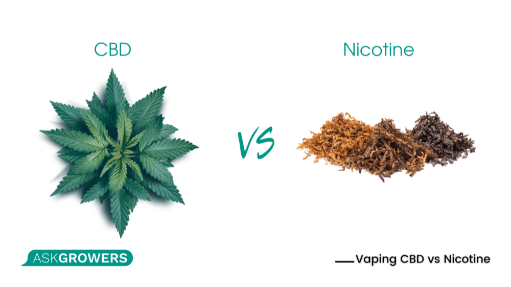 vape cbd vs nicotine